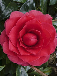 camelia du japon coquetti.jpg