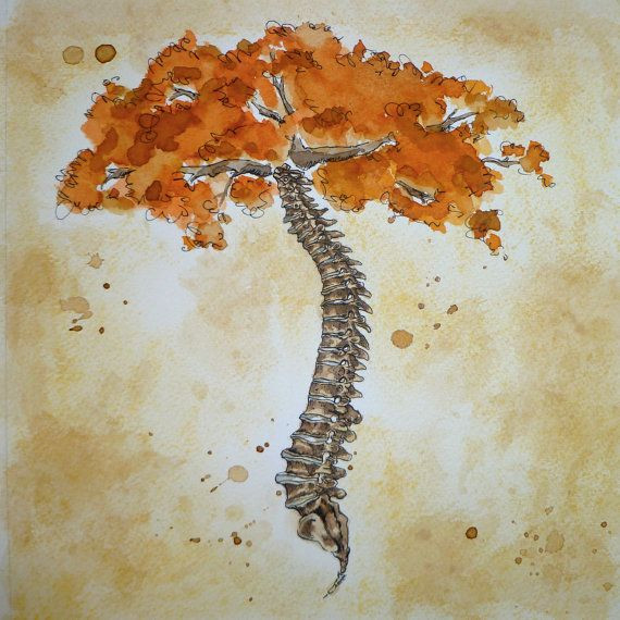 la colonna vertebrale ed il suo svilupparsi...