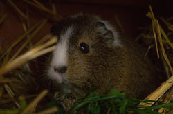 Sookie