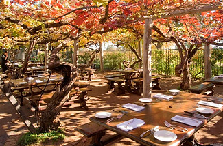 Sandalford Restaurant table vines.jpg