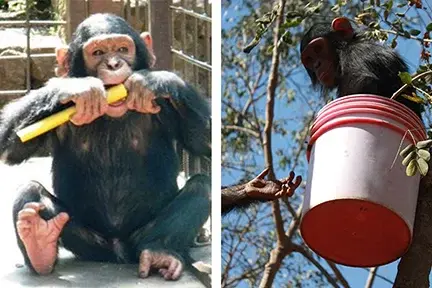 Left: PASA-member Lwiro Primate Rehabilitation Center in DRC provides pieces of hose pipe loaded with jam and sweet treats inside. Chimpanzees will reach their fingers in or use a stick as a tool to retrieve the healthy snack. Right: A young chimpanzee at PASA-member J.A.C.K. Chimpanzee Sanctuary explores a bucket.