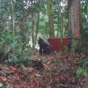Freedom Goes Free: Returning a Gorilla to the Wild in Cameroon