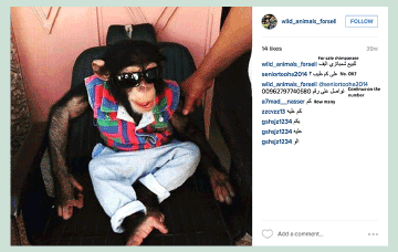 Chimp for sale on social media. Photo from Dan Stiles