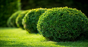 Manicured Bushes