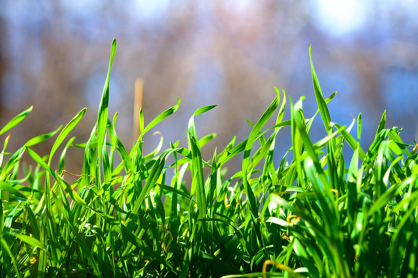 Ground Control Grass