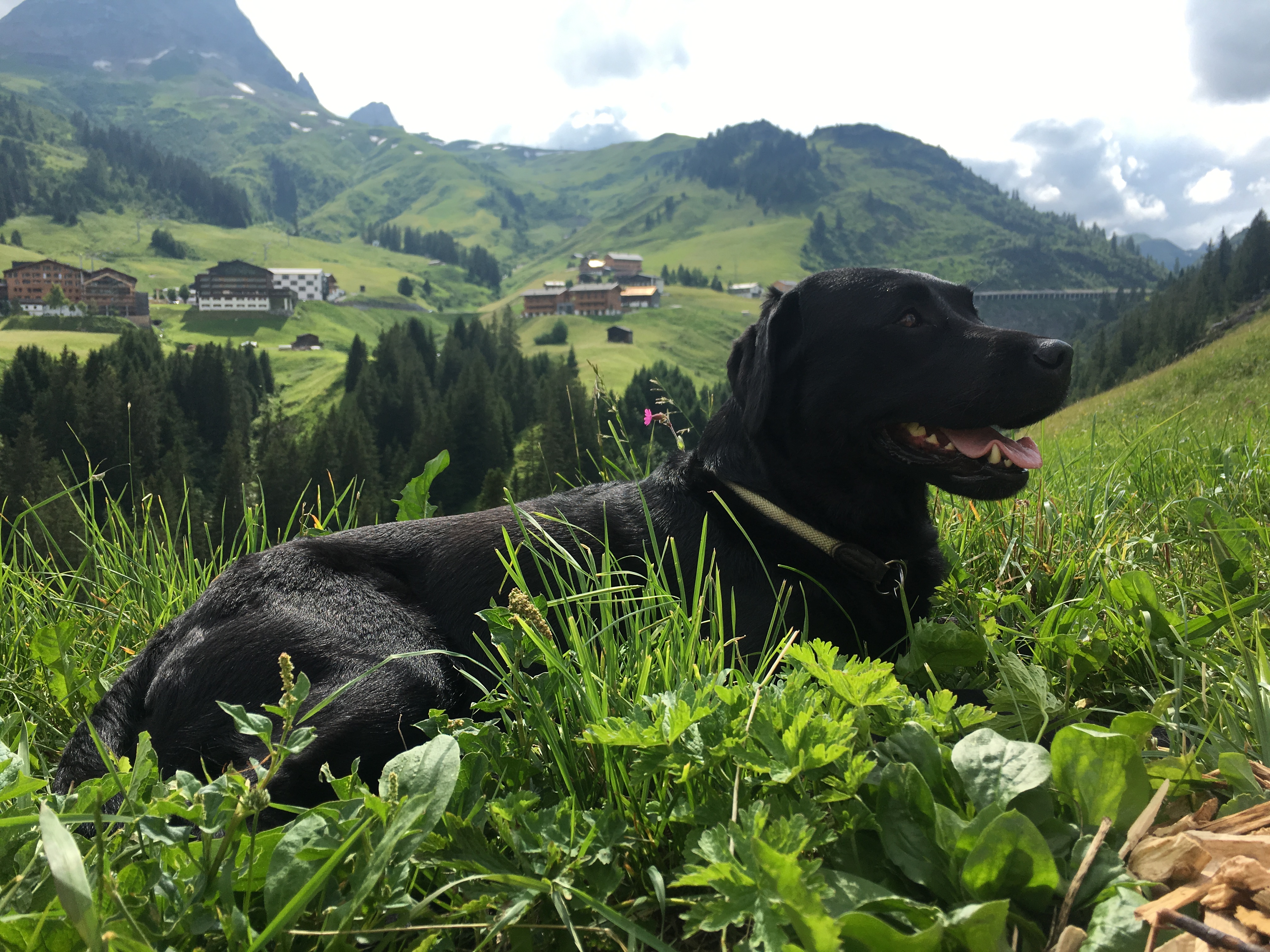 Urlaub mit Hund