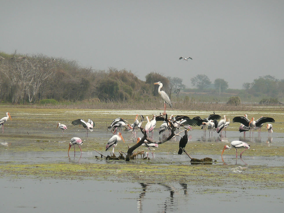 Manjira Wildlife & Bird Sanctuary