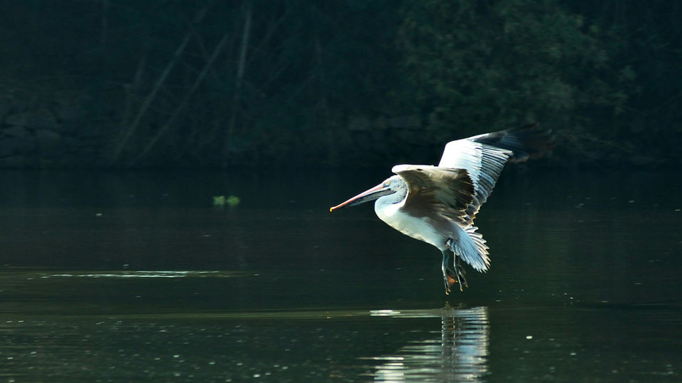 Ranganathittu Bird Sanctuary in Mysore, Karnataka