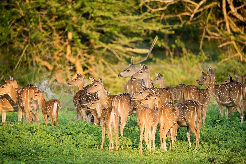 Mrugvani National Park