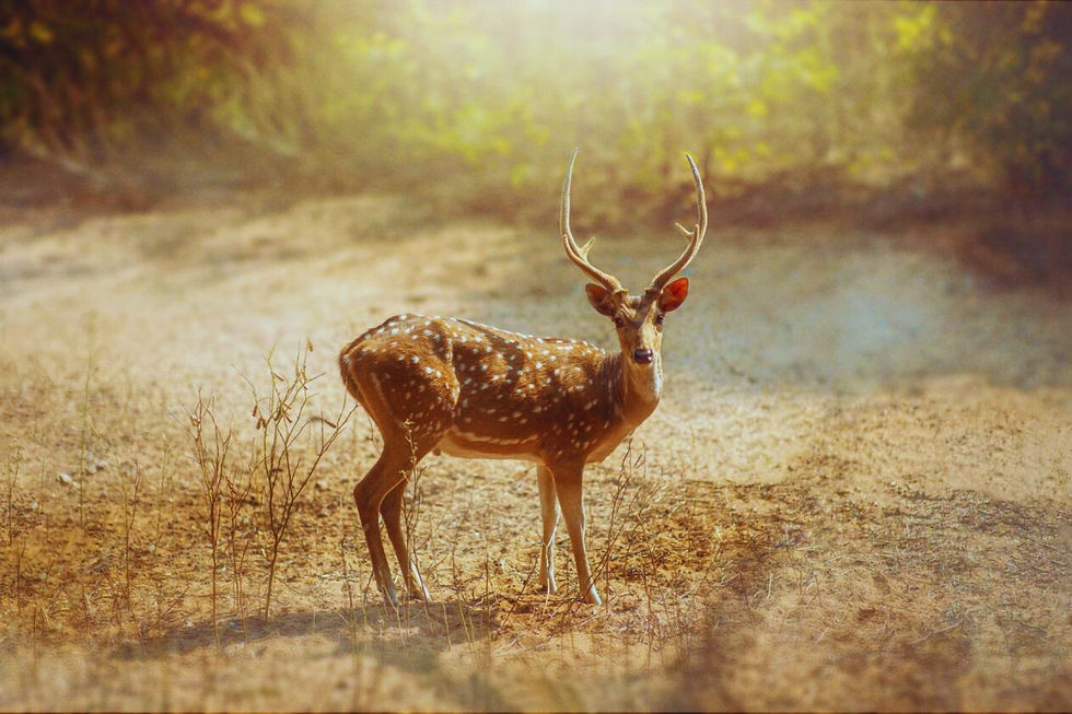 Shamirpet Deerpark in Hyderabad