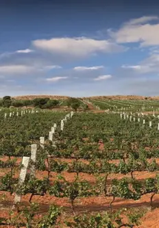 Grover Zampa Vineyards