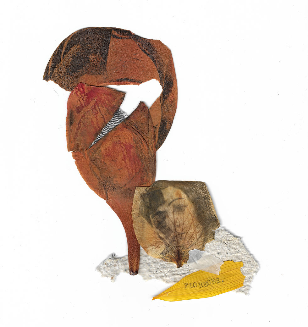 Caja de ID N° 2 - fragmento