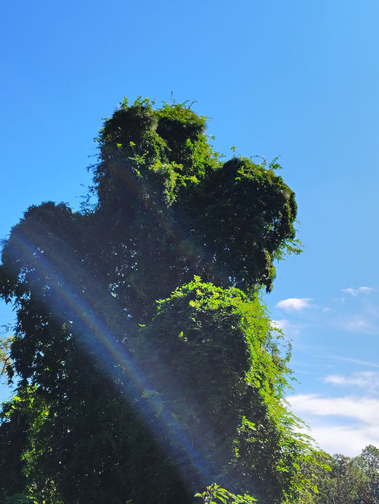 Kudzu_Photo