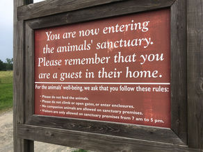 Going Live at Farm Sanctuary!