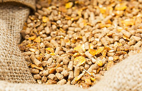 Feed in a bag shutterstock_105092750.jpg