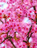 cherry blossoms
