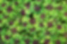 clover-g01b6fdb9a_1920.jpg