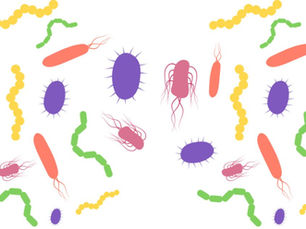 Probiotique ou prébiotique: quelle différence?