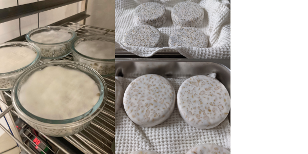 Tempeh fermenting in an incubator at Ragi