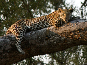 leopard3lk.JPG