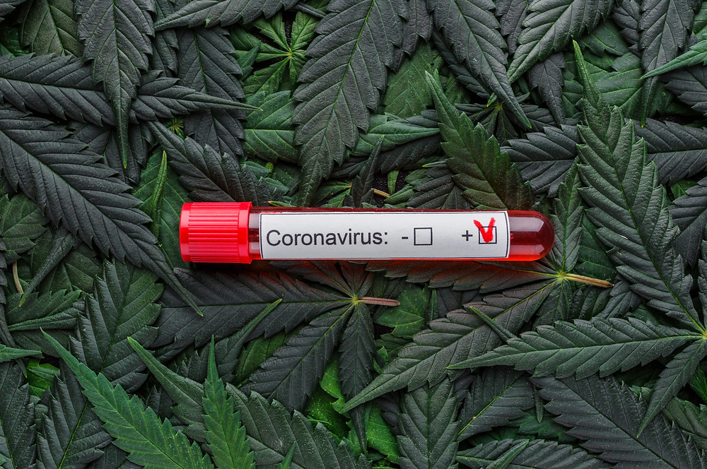 Un cannabinoïde parmi les dizaines d’autres (1) présent dans le cannabis, jouerait un rôle sur le virus Covid-19.