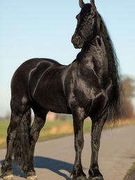 Friesian stallion Wylster 463