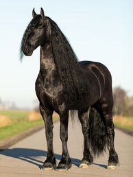 Friesian stallion Wylster 463