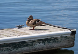 Big Bear Lake Resident
