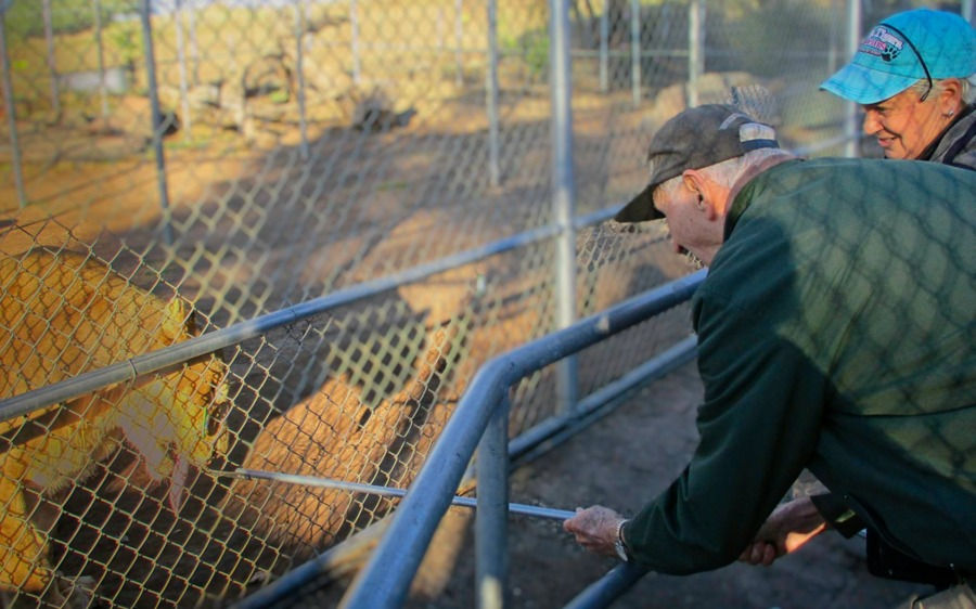 Ralph Feeding the Lion