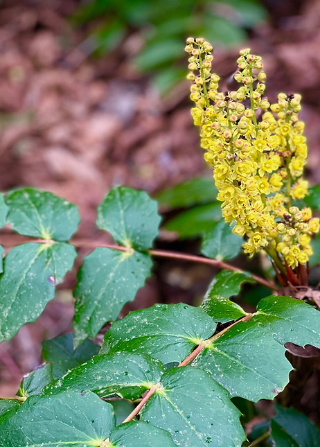 Oregon grape vert.jpg