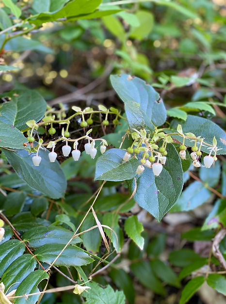 Salal (white flowers) - IMG_4714.jpeg