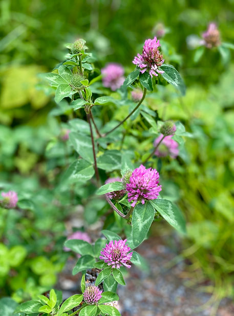 Clover, red (flowers) - IMG_4669.jpeg