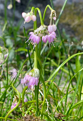 Nodding onion.png