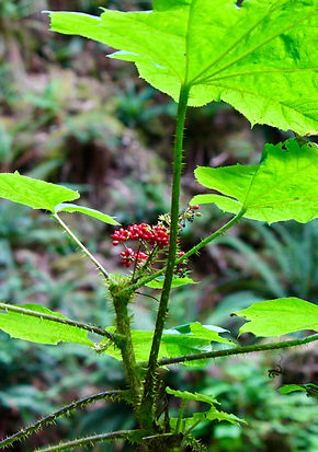 Devil's club - IMG_5330.JPG