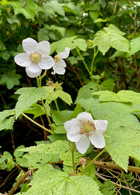 Thimbleberry - IMG_4161_edited_edited.jpg