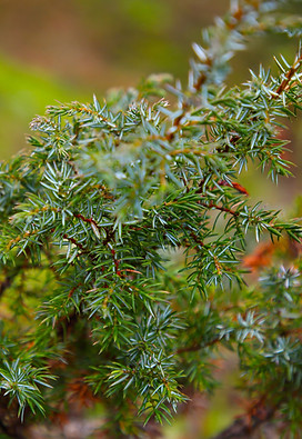 Juniper - IMG_4904_edited.jpg