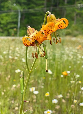 Tiger lily.jpg