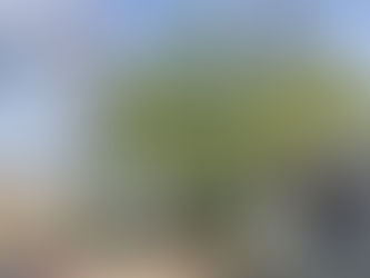 ソメイヨシノの高齢化