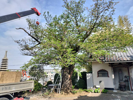 ソメイヨシノの高齢化