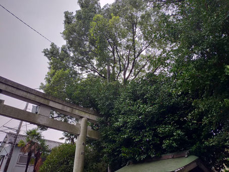 神社 高木伐採②