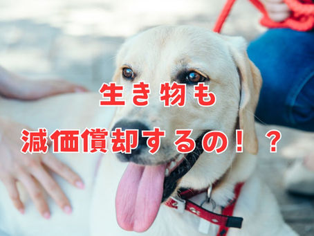 生き物も減価償却が必要!?事業用の生物・動物の取り扱いを足立区の税理士が解説!