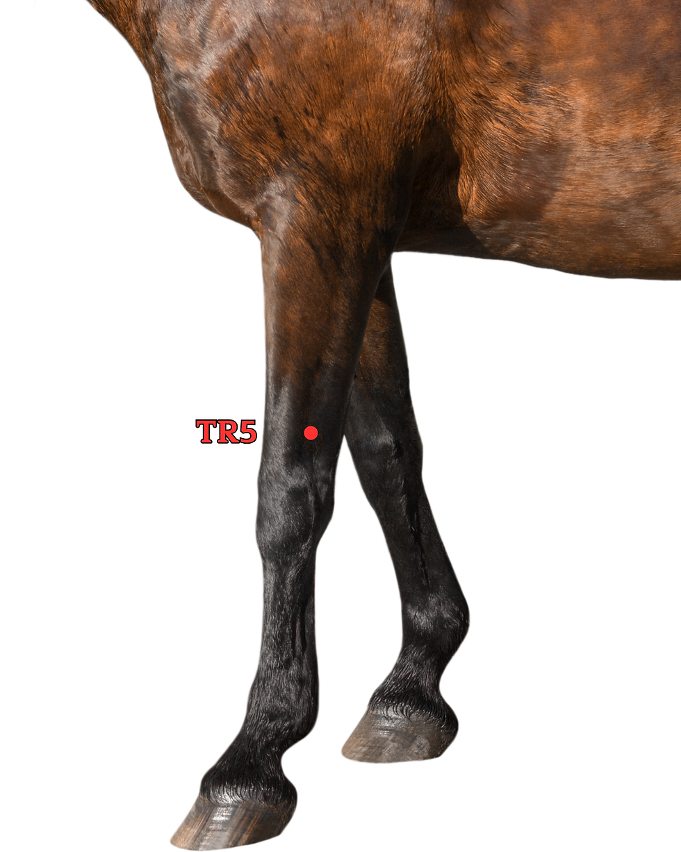 Gros plan des pattes avant d’un cheval brun, fond blanc, avec la localisation d'un point de shiatsu équin TR5 en rouge.