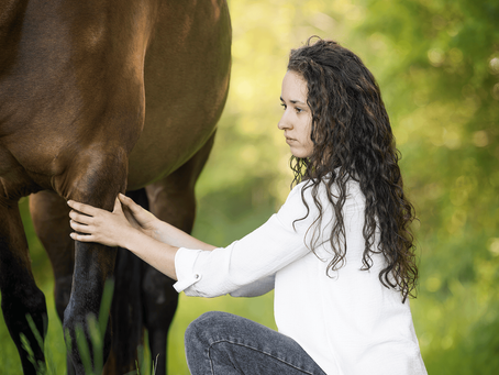 pratique du shiatsu sur un cheval