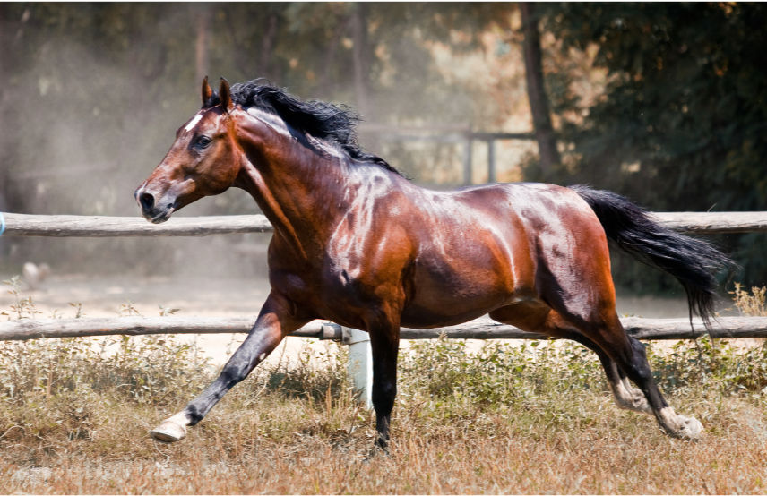 Cheval bai au galop dans un paddock poussiéreux, près d’une clôture en bois, crinière au vent.