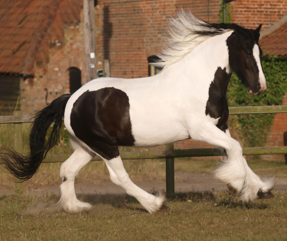 cheval pie type cob au galop dans un paddock