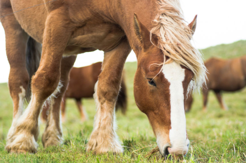 Cheval brun au crin blond broutant de l'herbe dans un champ verdoyant. Deux autres chevaux flous à l'arrière-plan. Ambiance paisible.