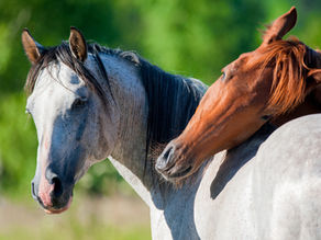Démangeaisons chez le cheval en été : pourquoi certains chevaux réagissent-ils autant aux insectes ?