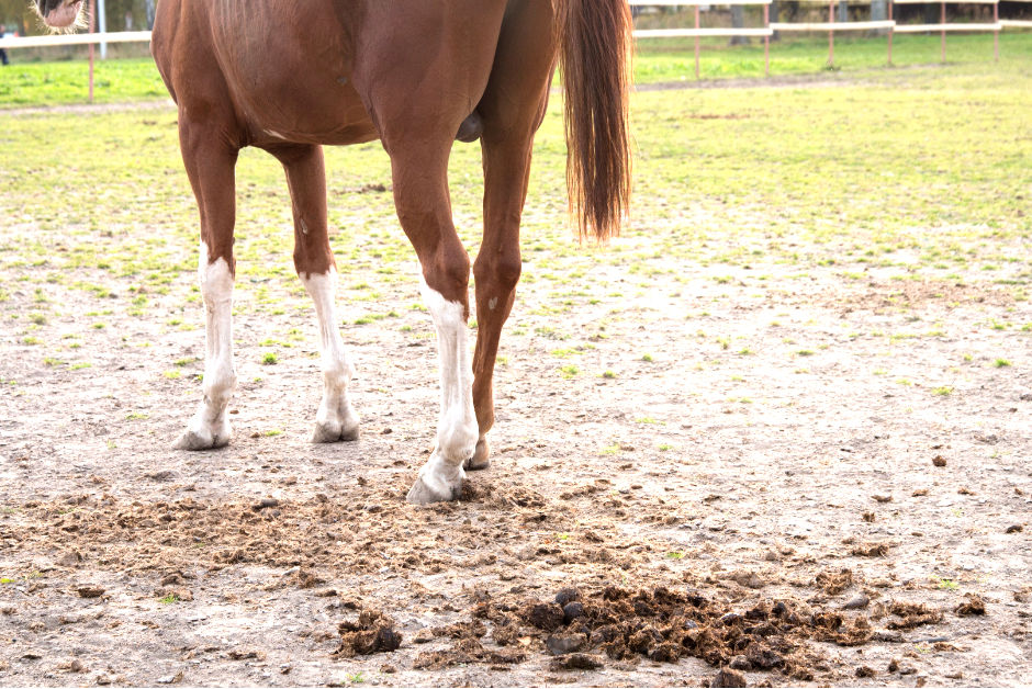Arrière-train d’un cheval alezan aux balzanes blanches, debout dans un paddock herbeux et sableux avec un crottin en avant plan.
