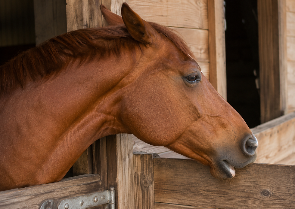 Cheval alezan sortant la tête de son box en bois, langue sortie, en train de tiquer sur le bois de sa porte, dans une écurie calme.