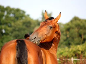 Cheval brun se retournant pour gratter son dos avec ses dents, en extérieur, avec arbres flous en arrière-plan.